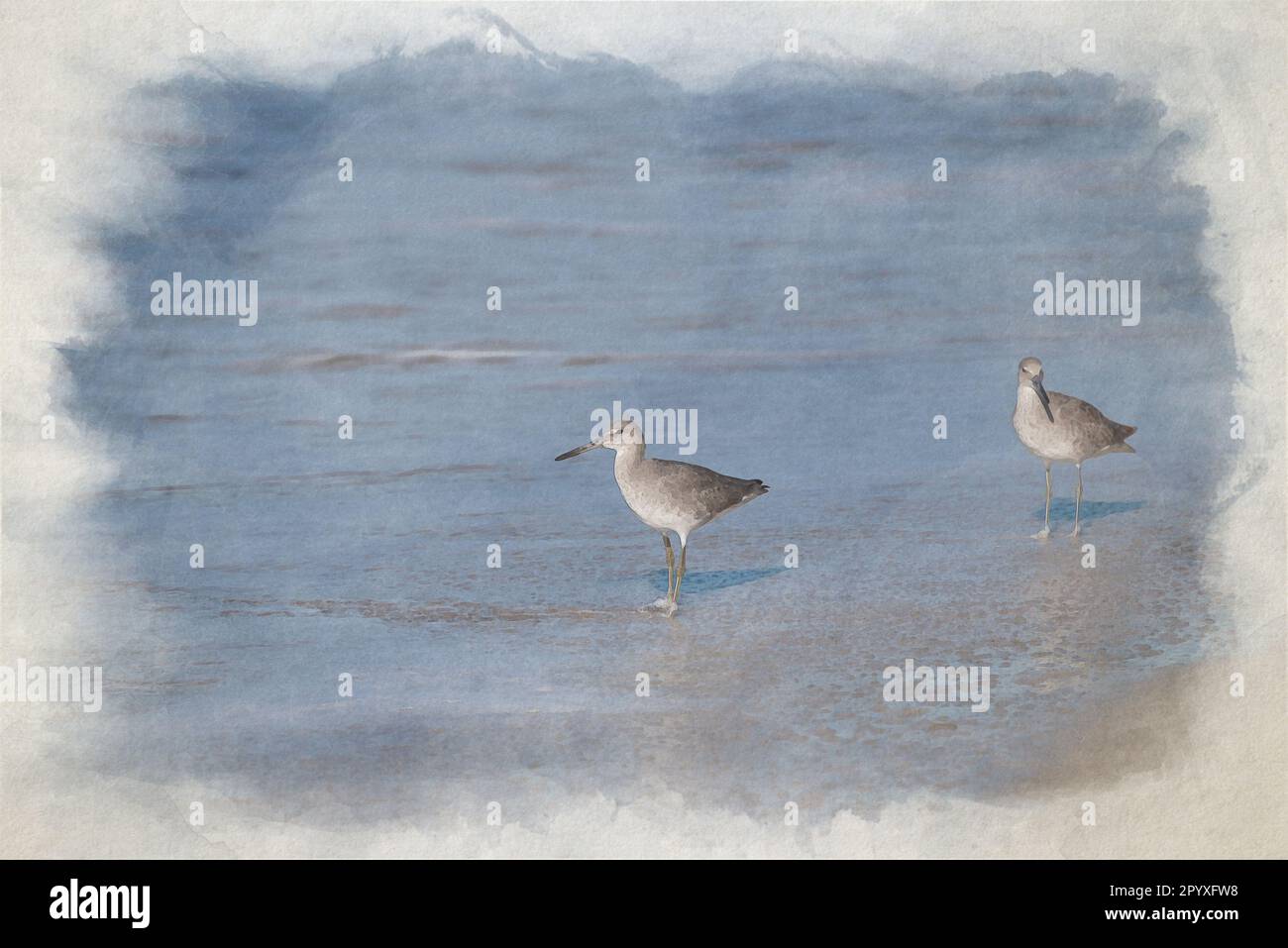 A digital watercolour painting of two Common Sandpipers wading in the sea on a beach in Mexico. Stock Photo