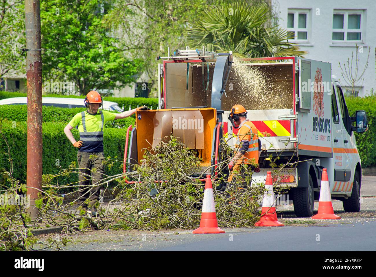 tree surgeons remove tree and reduce in a chipper machine Stock Photo