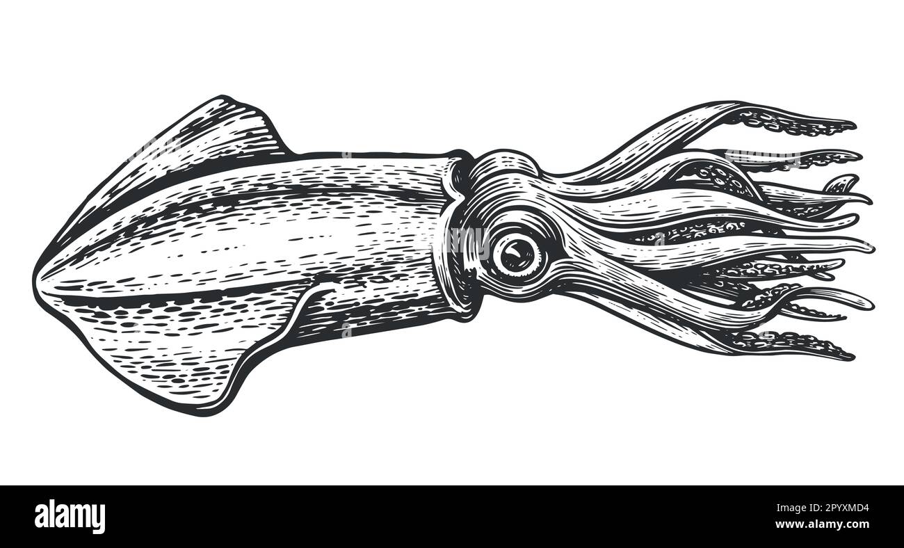 Vintage Squid Drawing
