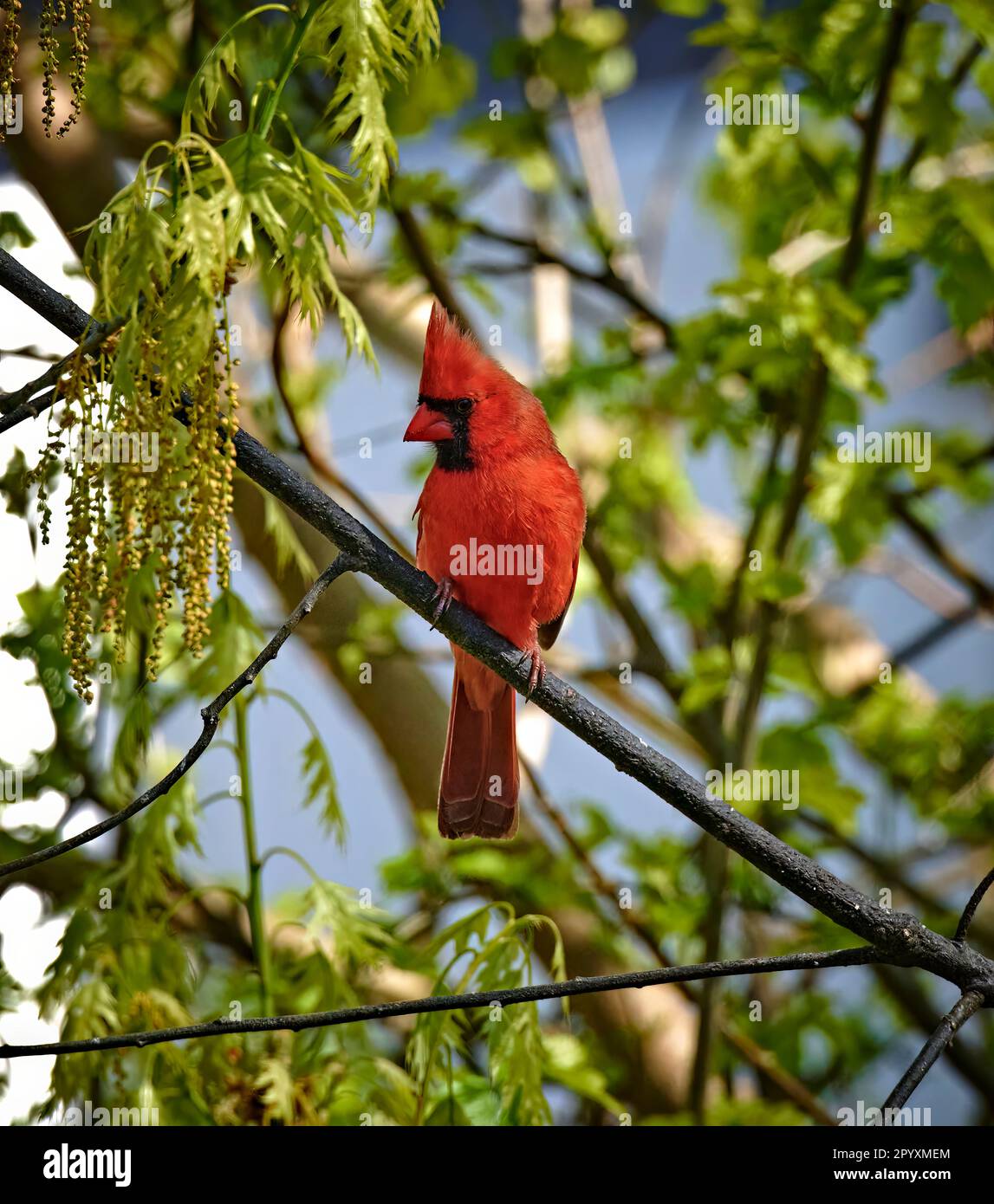 Where does the Northern Cardinal get its stunning red color