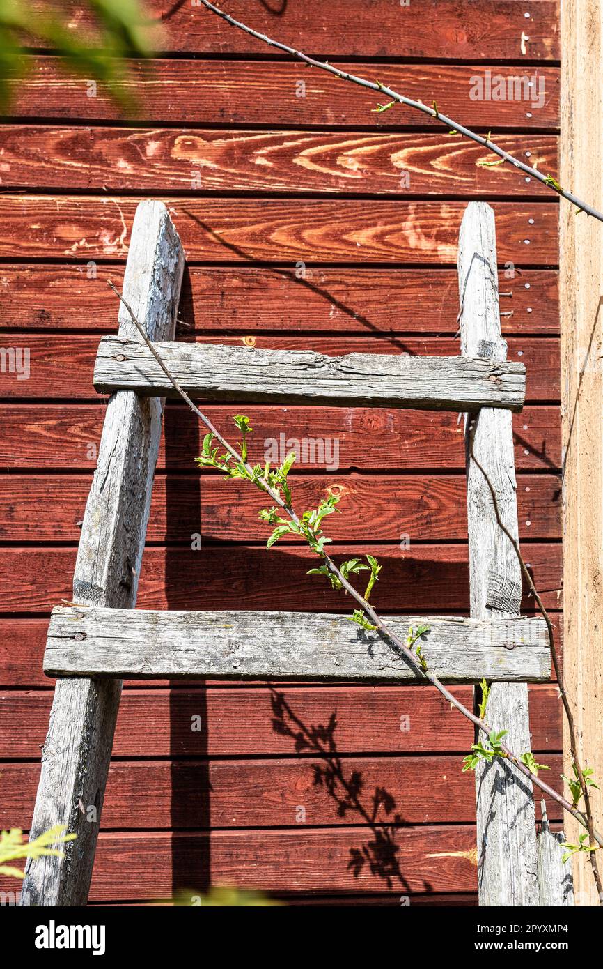 old wooden ladder is leaning against the clapboard wall of a wooden