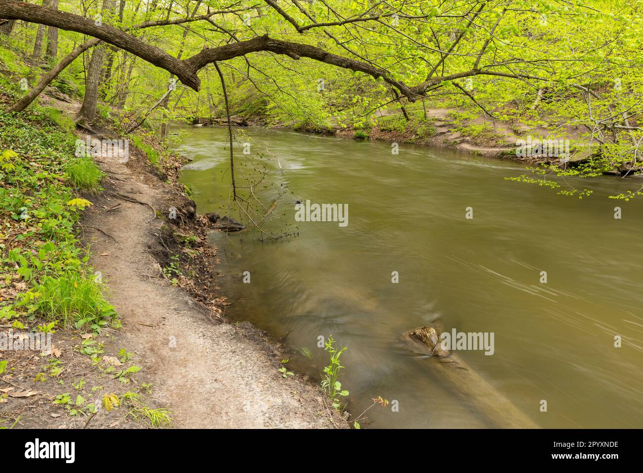 Woods Rive Spring A river in the woods during spring with a trail along side it Stock ...