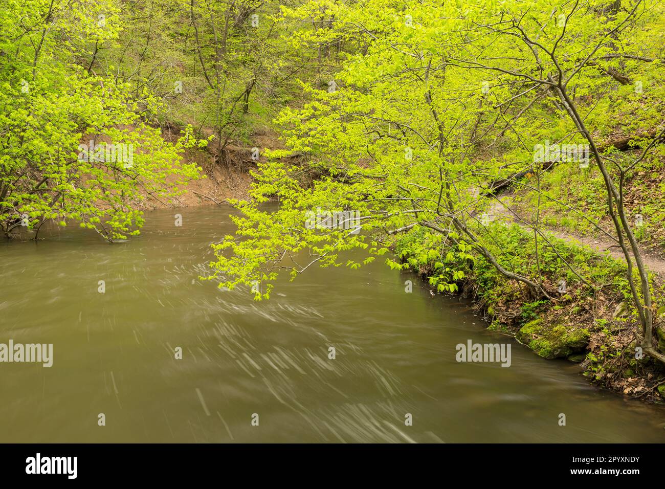 Woods Rive Spring A river in the woods during spring with a trail along side it Stock ...