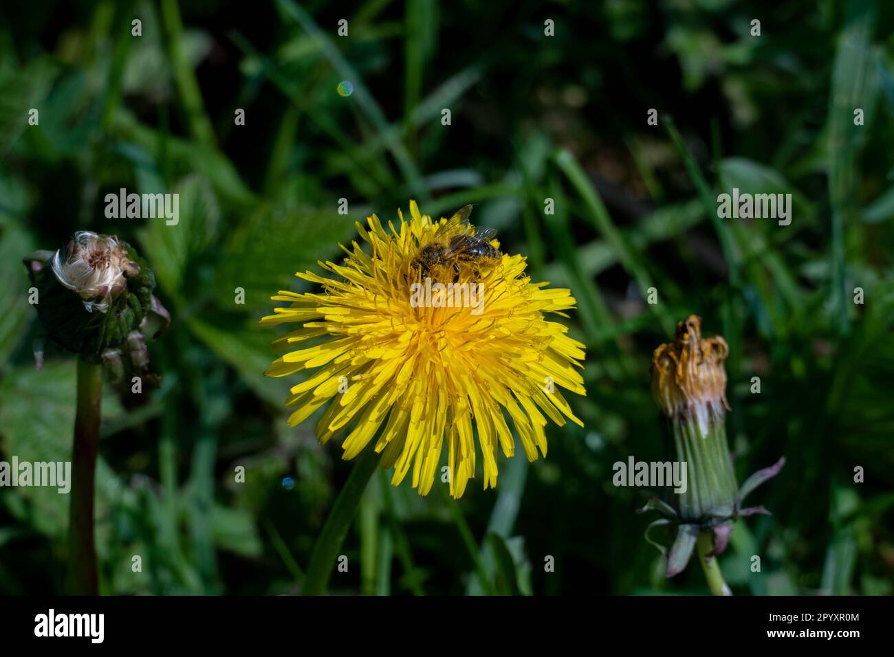 Eine Biene sitzt auf einer Löwenzahn Blüte und sammelt Pollen Stock Photo