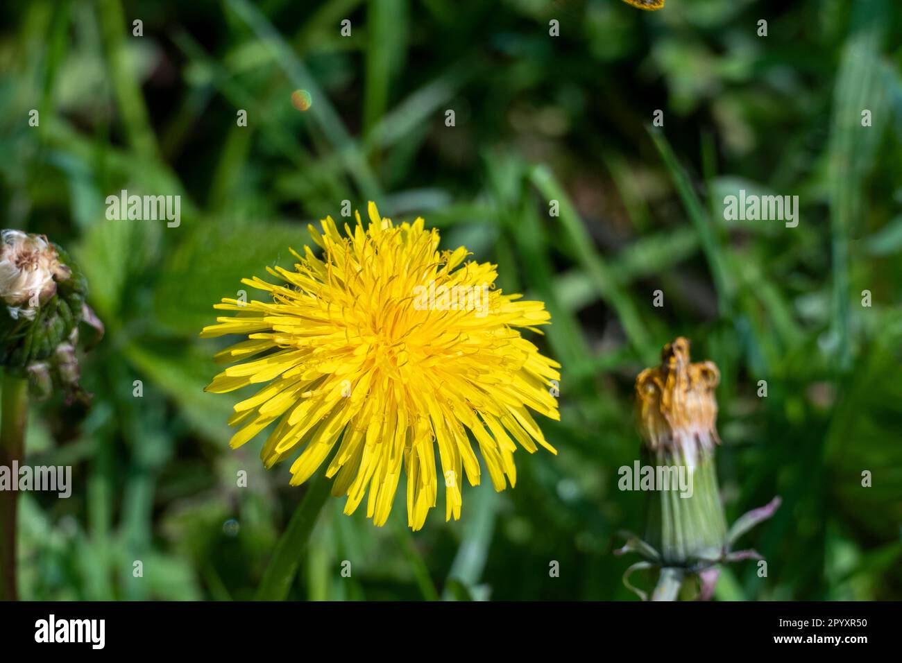 Eine Biene sitzt auf einer Löwenzahn Blüte und sammelt Pollen Stock Photo