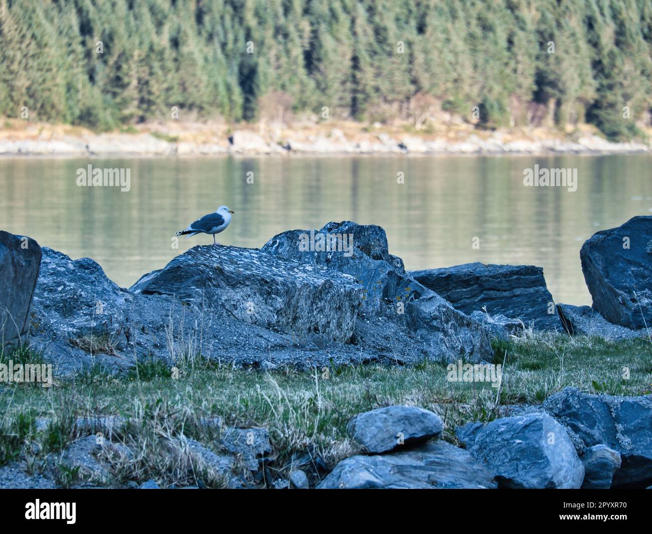 seagull standing on a rock by the fjord in Norway. Seabird in Scandinavia. Landscape photo Stock Photo