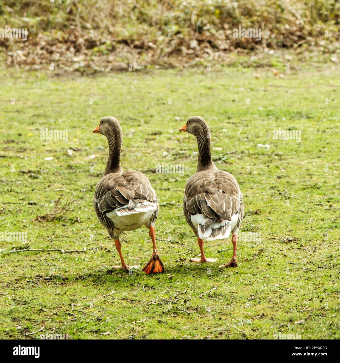 Two Wild Grey Geese Walking Together On A Grass Field With No People Stock Photo
