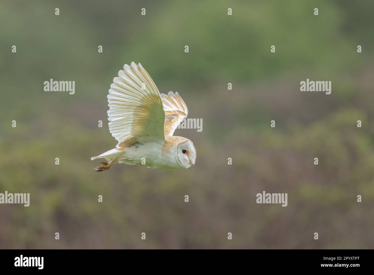 A majestic Barn Owl soaring against the lush greenery of trees and ...
