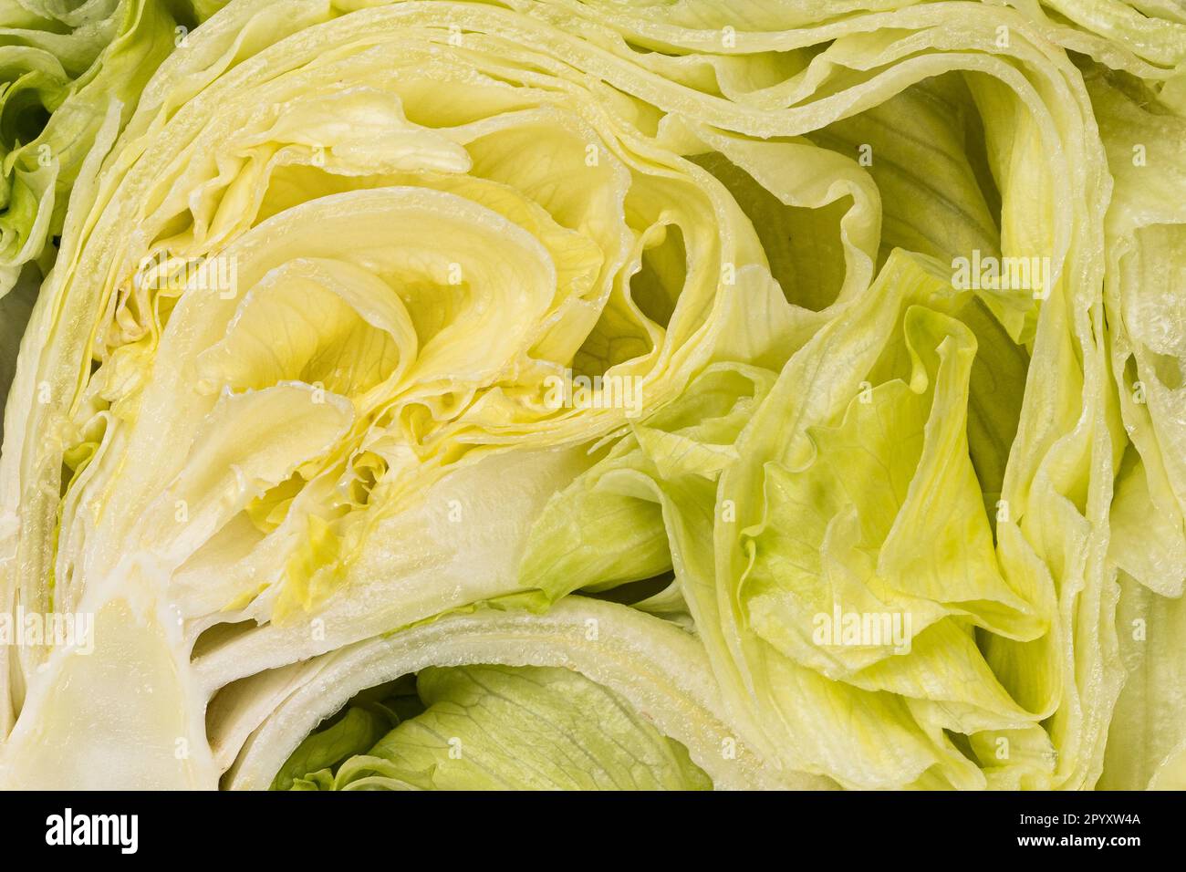 Full frame intersection shot of green fresh iceberg lettuce. Stock Photo
