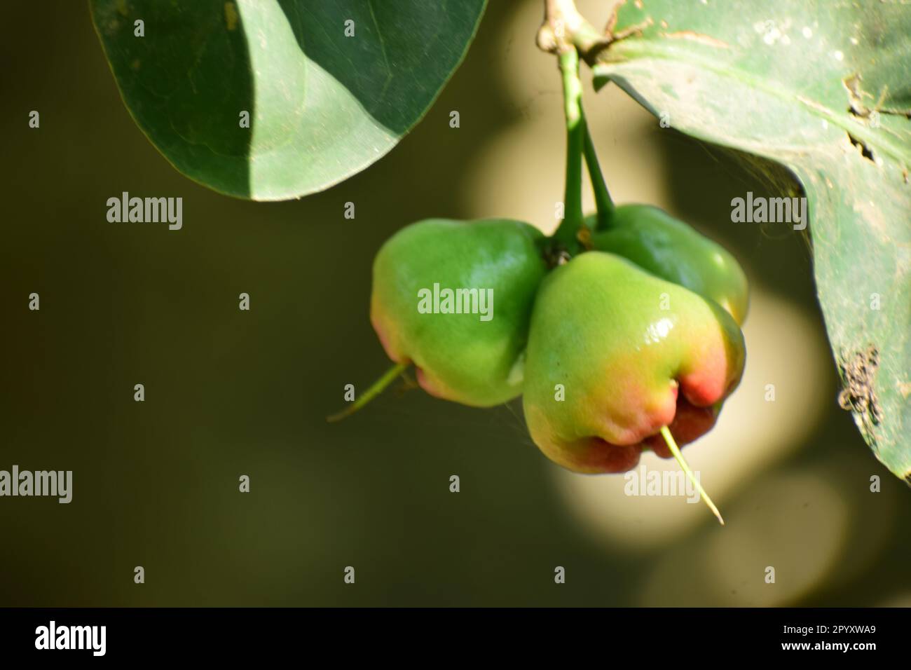 Java apple also known as Rose Apple or Wax Apple and scientific name ...