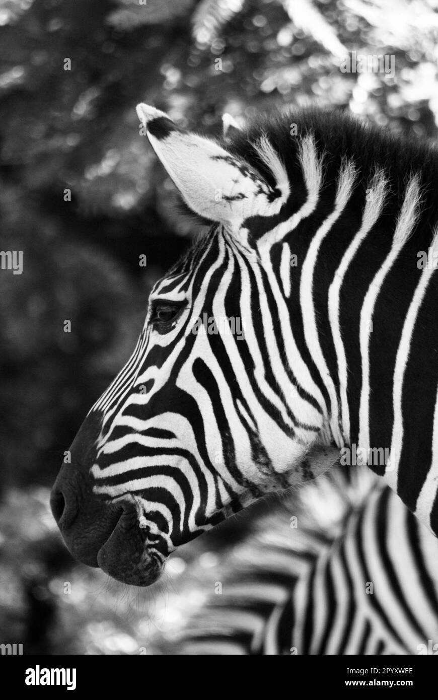Zebra head profile Black and White Stock Photos & Images Alamy