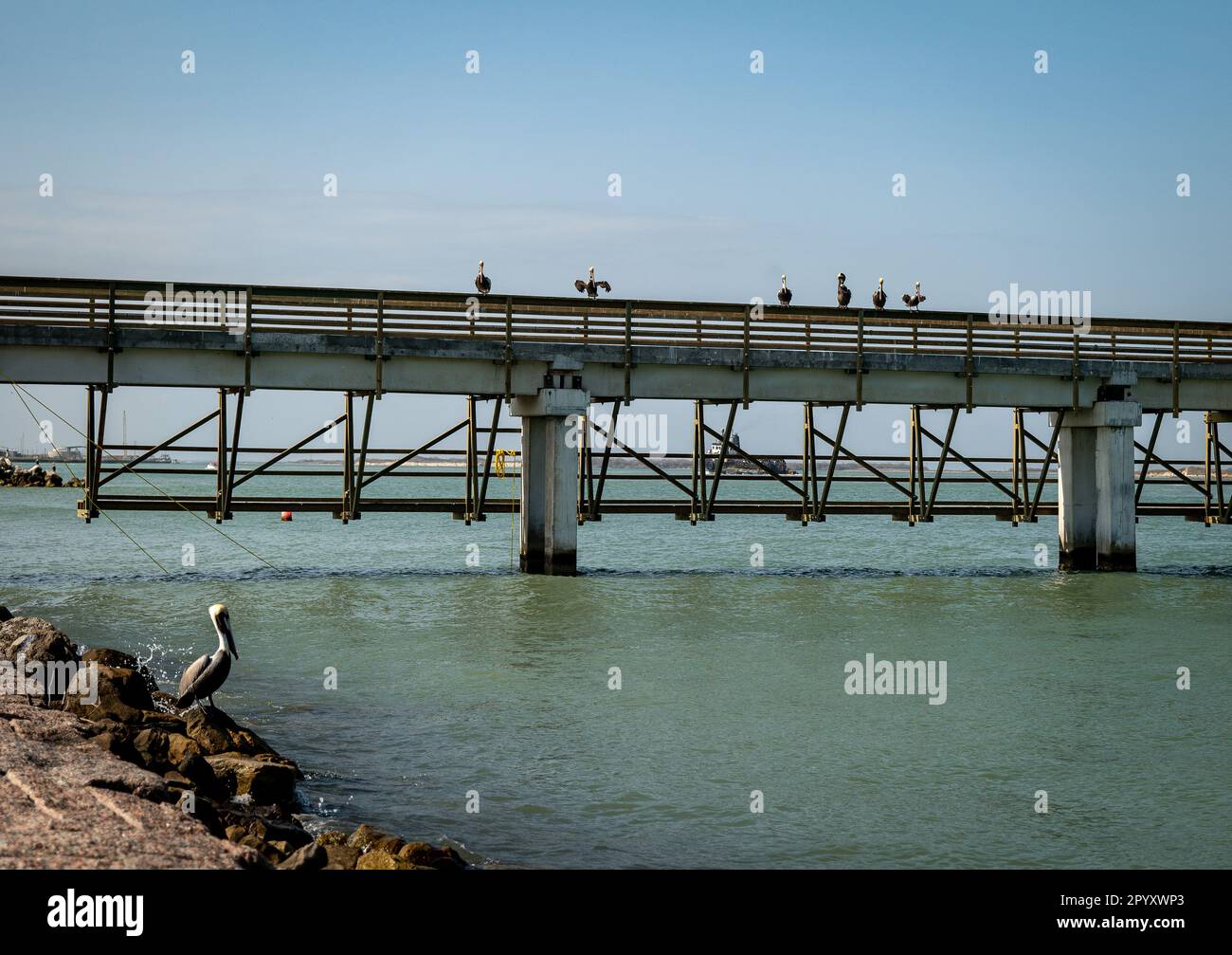 A pier supported by concrete pilings, and pelicans on the railing and on shore watching the water for seafood they can eat. Stock Photo