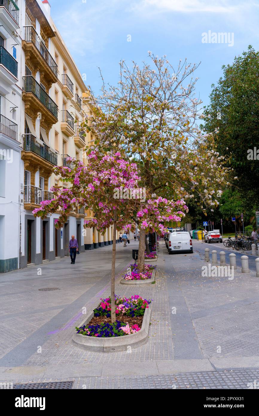 People amble beside blossom filled trees, under a bright blue sky, in a street in Cadiz, Spain Stock Photo