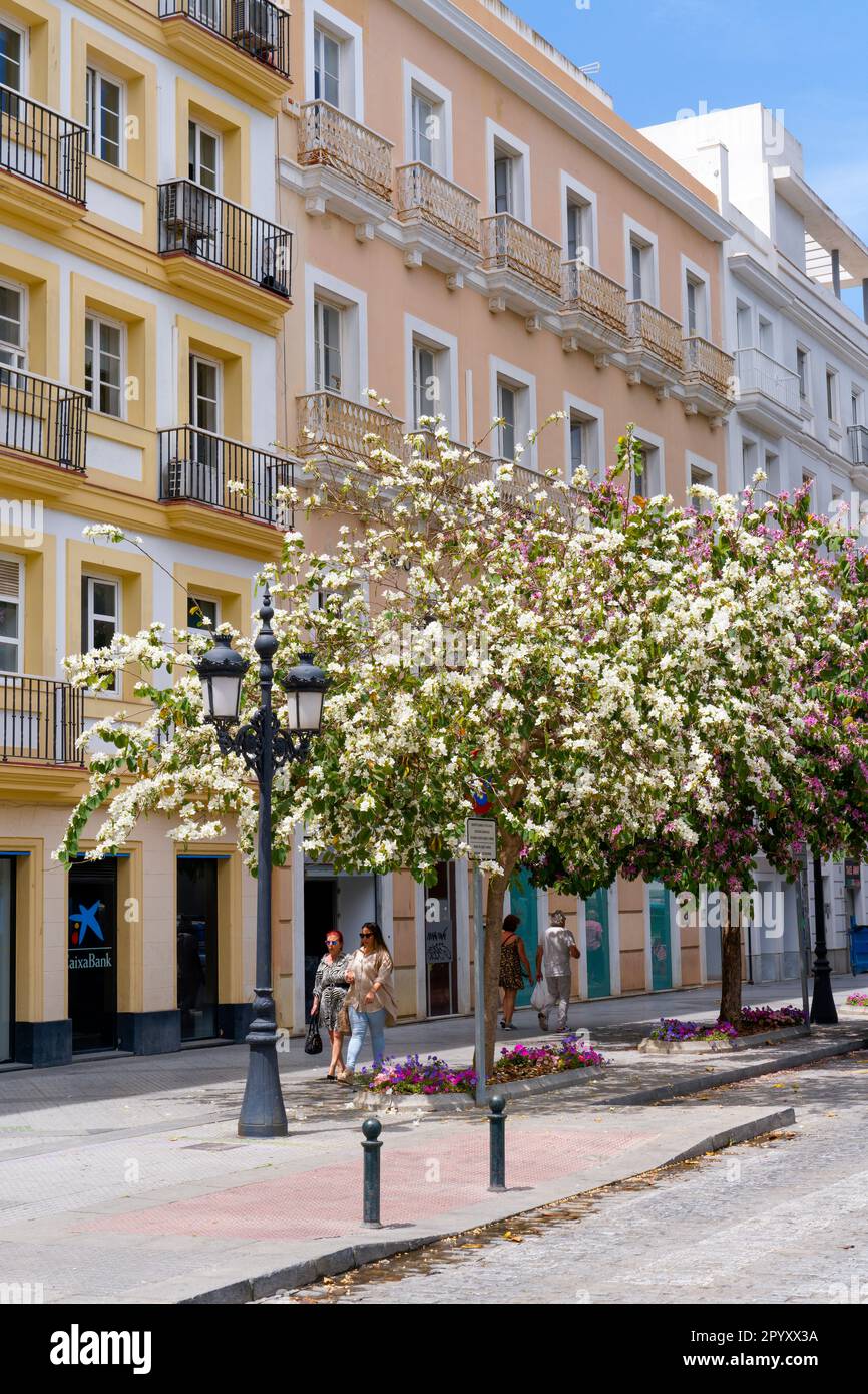 People amble beside blossom filled trees, under a bright blue sky, in a street in Cadiz, Spain Stock Photo