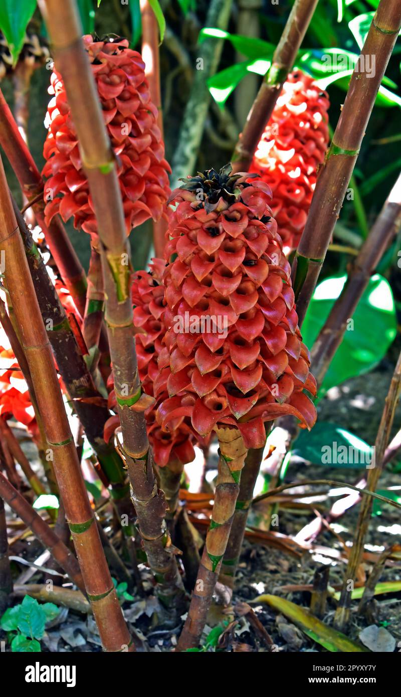 Pineapple ginger or Red wax ginger flowers (Tapeinochilos ananassae) on tropical garden Stock Photo