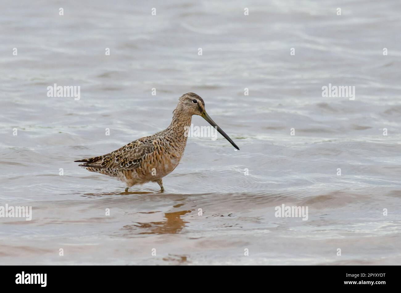 Long-billed Dowitcher, Limnodromus scolopaceus Stock Photo