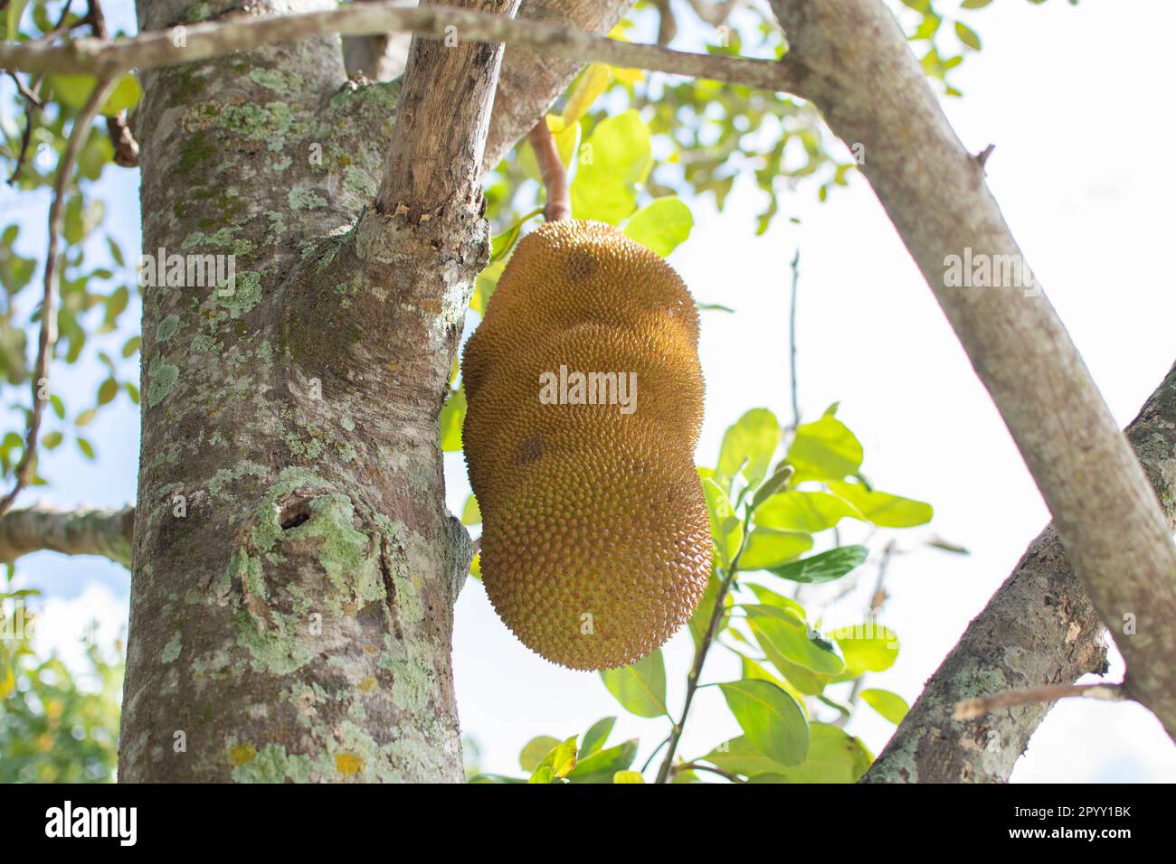 Jackfruit and jackfruit trees are hanging from a branch Stock Photo Alamy