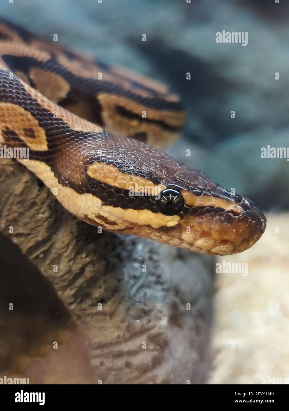 Python species hi-res stock photography and images - Alamy
