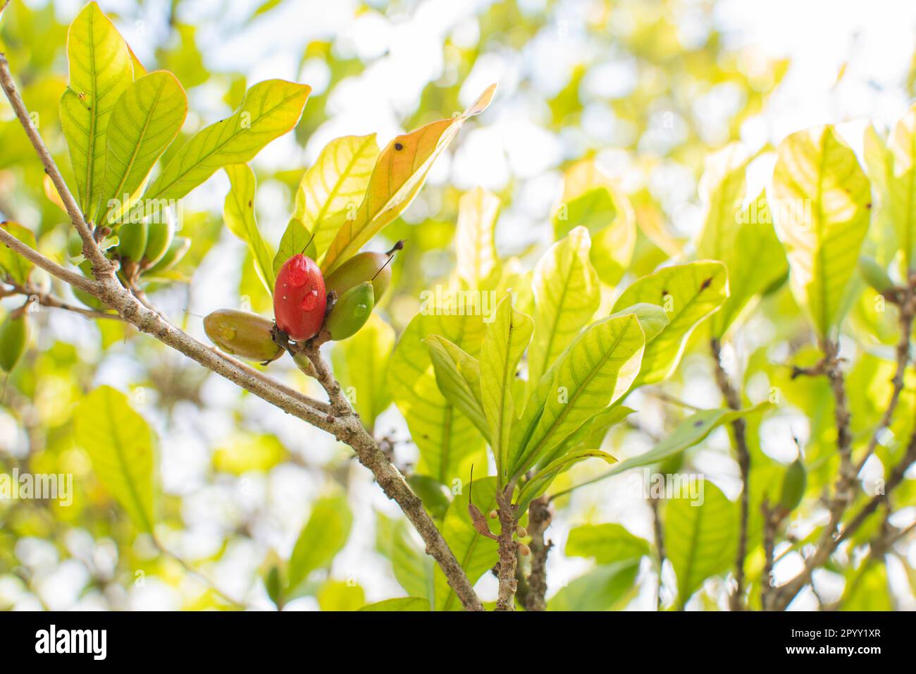 Synsepalum dulcificum. miracle fruit, miracle berry, miraculous berry, sweet berry. Tropical fruits growing on a branch. The fruit changes the sour ta Stock Photo