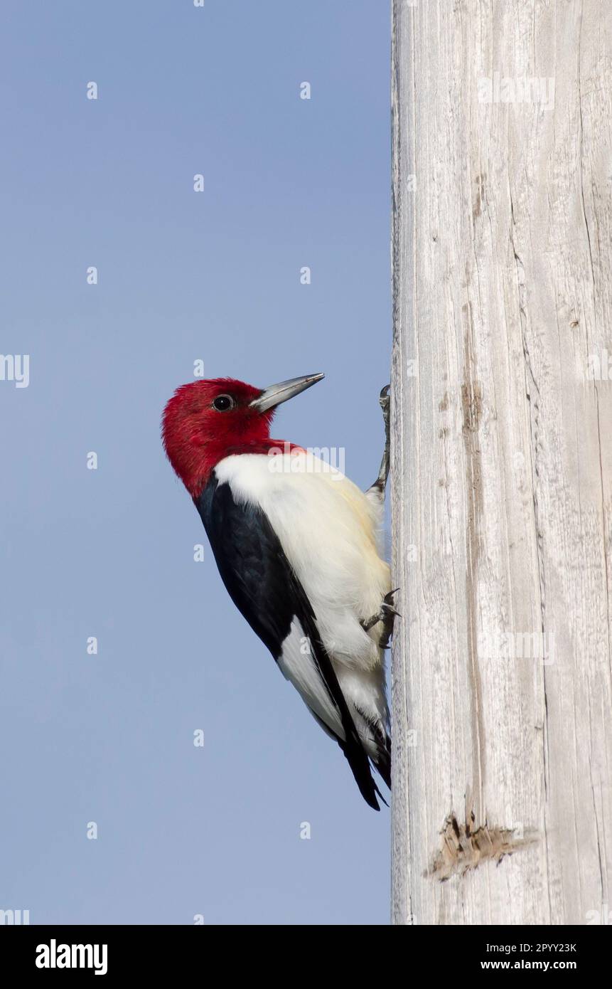 Redheaded Woodpecker, Melanerpes erythrocephalus, on utility pole
