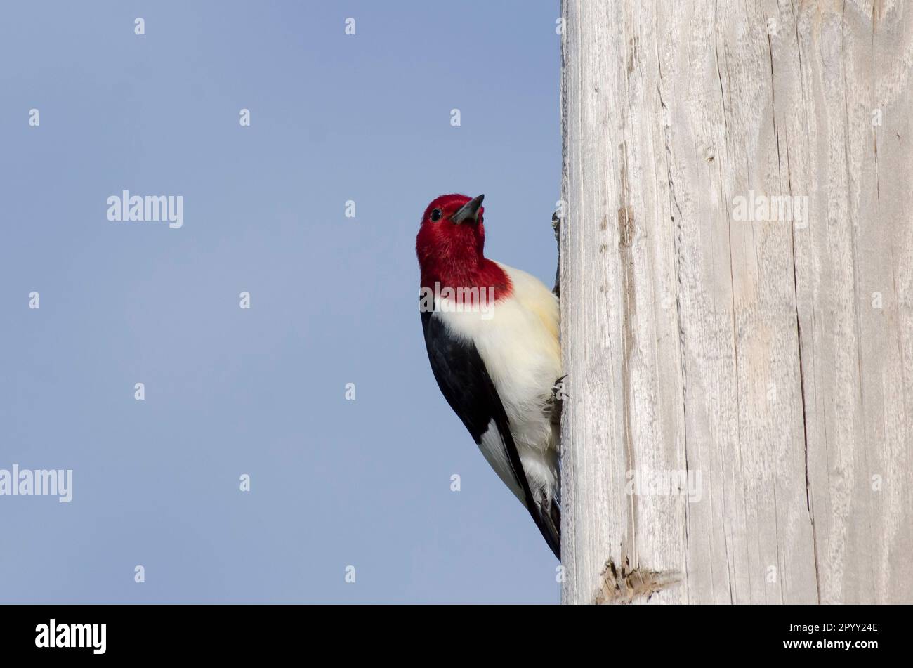 Redheaded Woodpecker, Melanerpes erythrocephalus, on utility pole