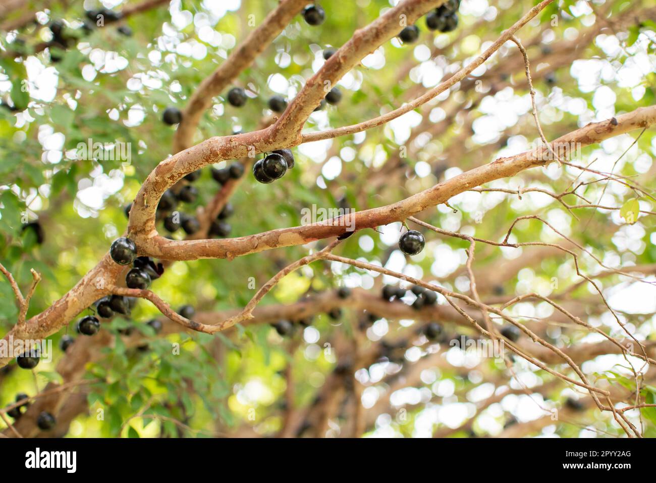 Jaboticaba fruit. The exotic fruit of the jaboticaba grows on the tree trunk. Jabuticaba is the native Brazilian grape tree. Species Plinia cauliflora Stock Photo