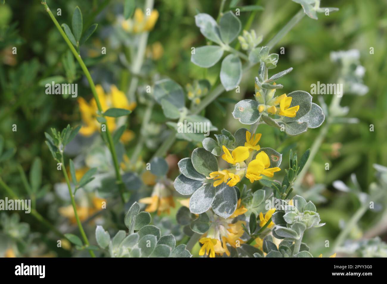 Silver Lotus, Acmispon Argophyllus, showing spring blooms in the Santa Monica Mountains, a native perennial herb with racemose umbel inflorescences. Stock Photo