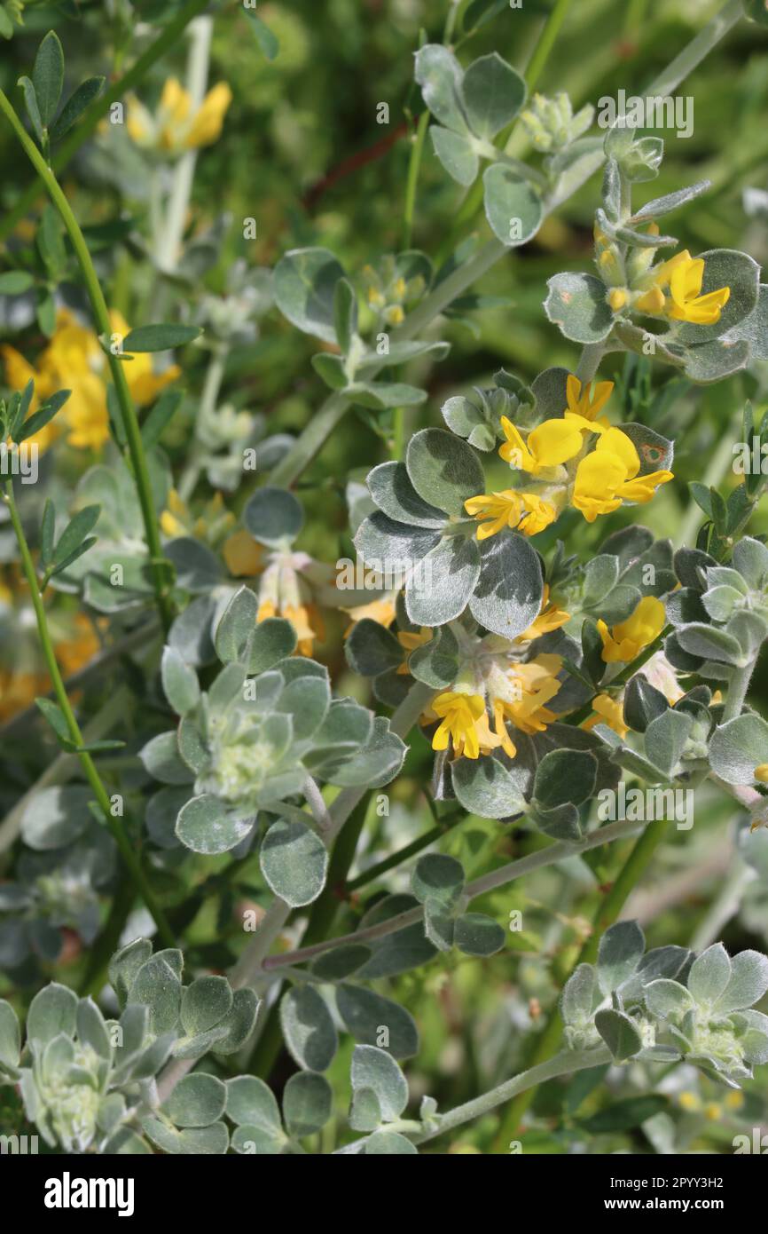 Silver Lotus, Acmispon Argophyllus, showing spring blooms in the Santa Monica Mountains, a native perennial herb with racemose umbel inflorescences. Stock Photo
