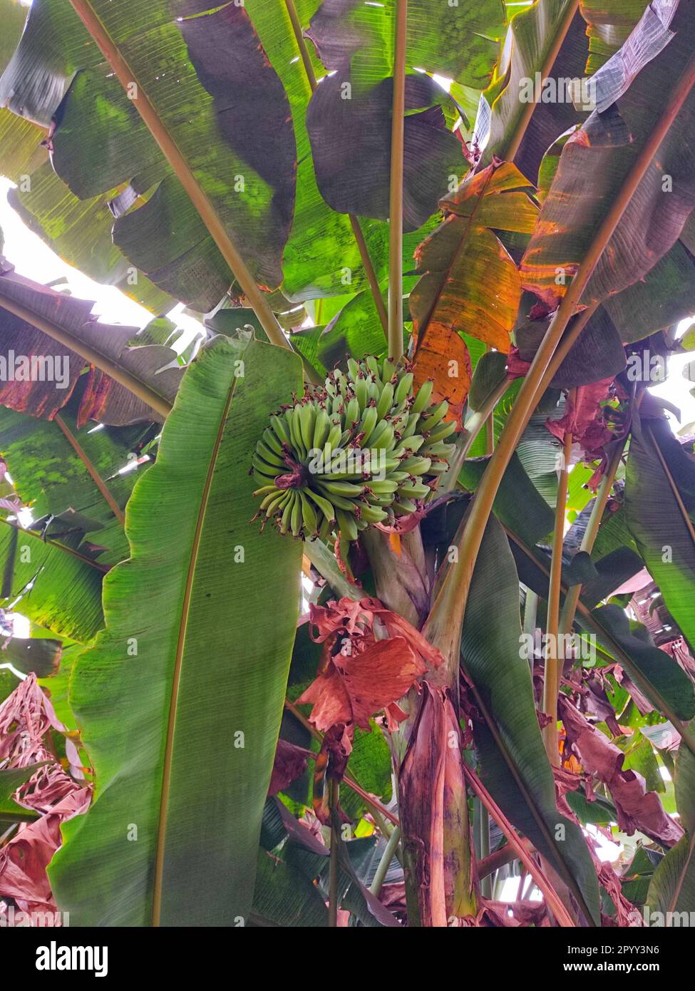 A vibrant close-up view of a cluster of lush green bananas ripening on a tree branch in a tropical setting Stock Photo