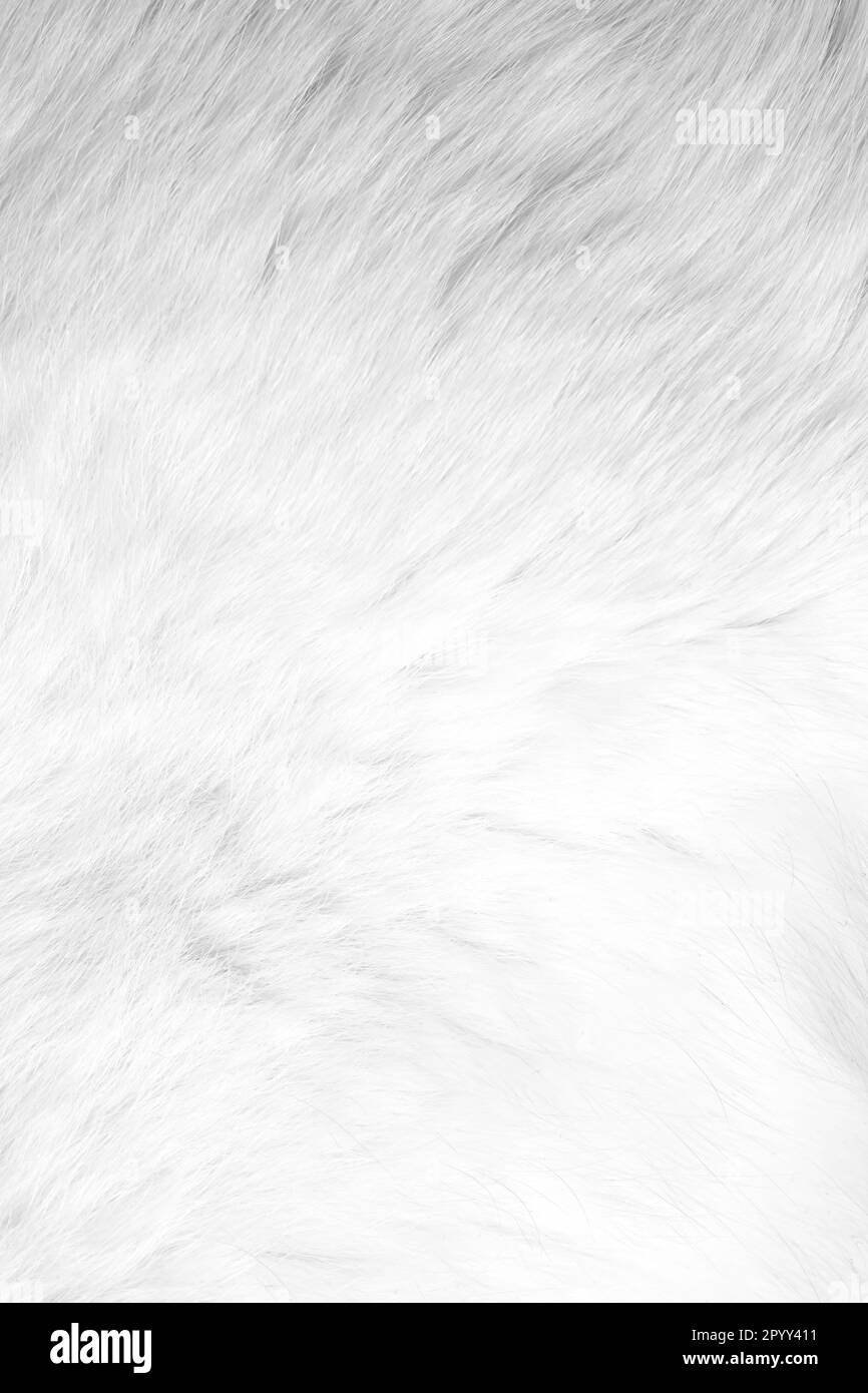 The background or texture of the animal's white fur Stock Photo
