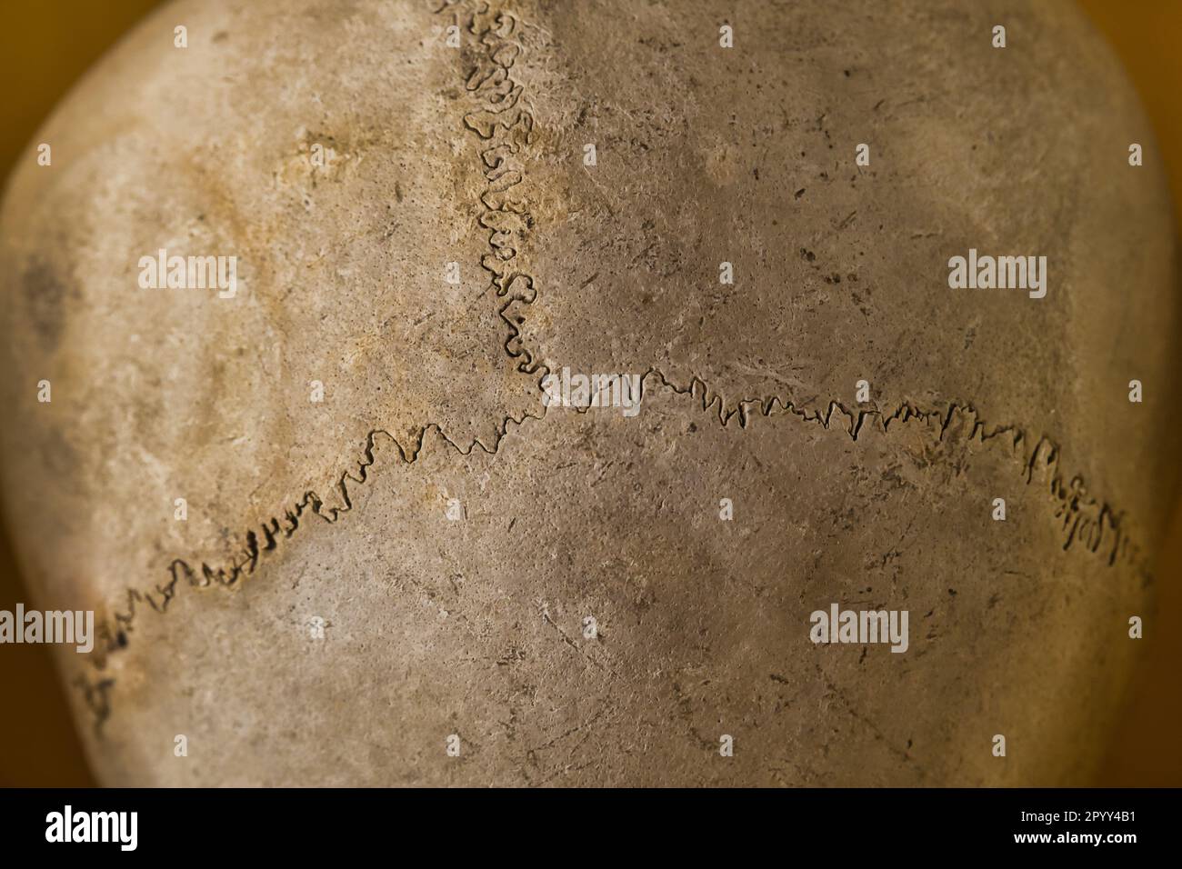 Human skull top view hi-res stock photography and images - Alamy