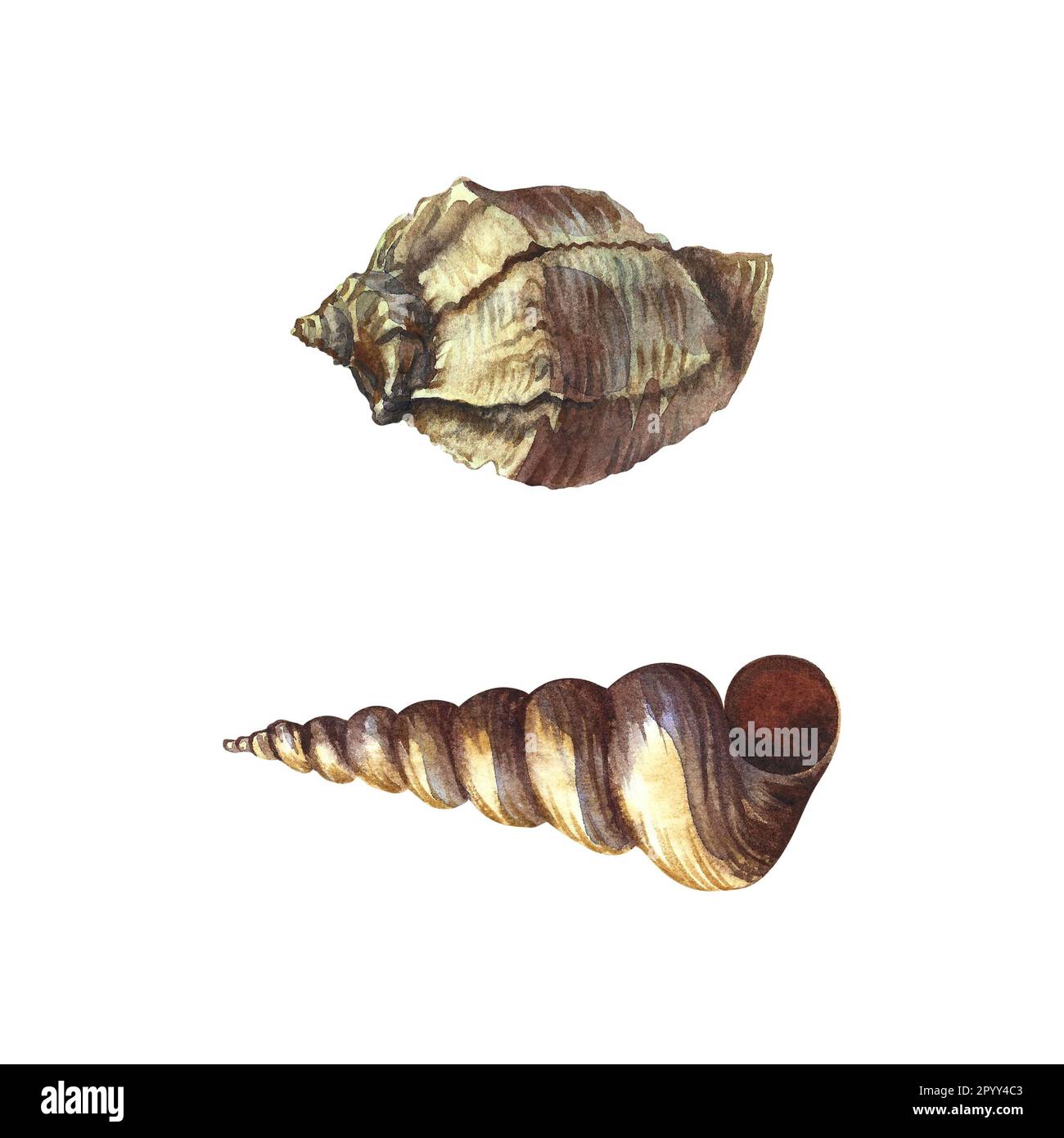 Watercolor sea shells. Isolated on white background. Watercolor hand ...