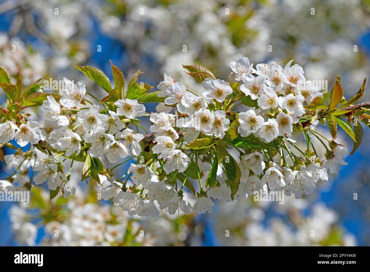 Flowering cherry tree, Prunus avium, in spring Stock Photo