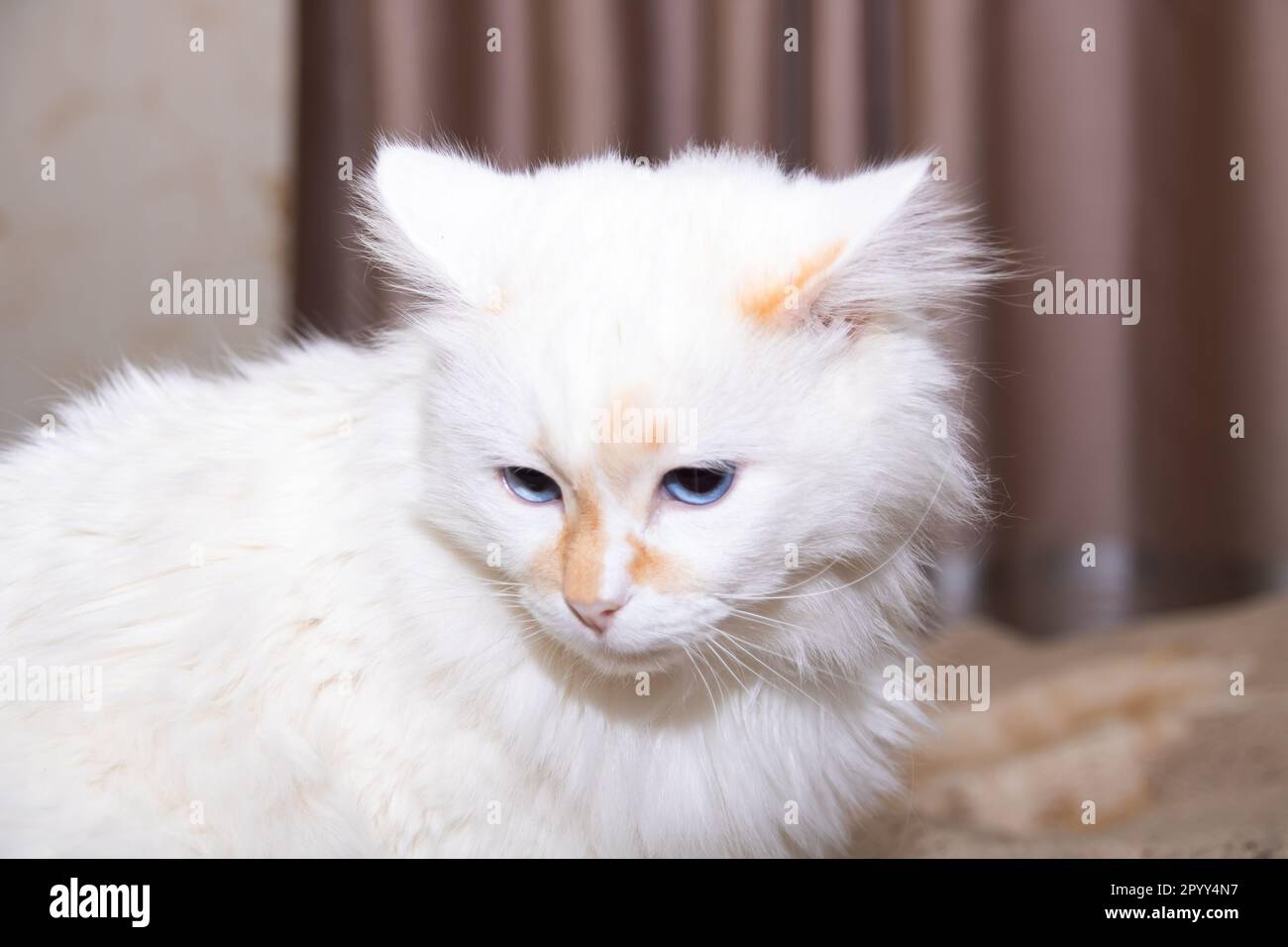 White cat with blue eyes close up portrait Stock Photo Alamy