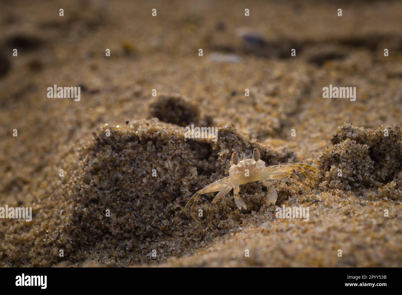 A ghost crab roamin on sand of sea beach near its burrow Stock Photo ...