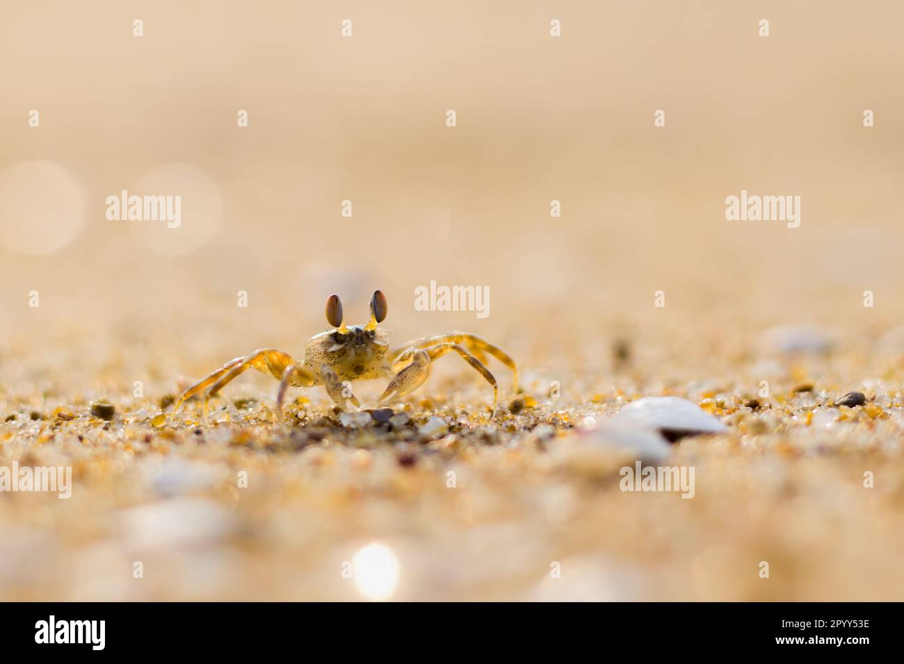 A ghost crab roamin on sand of sea beach near its burrow Stock Photo ...