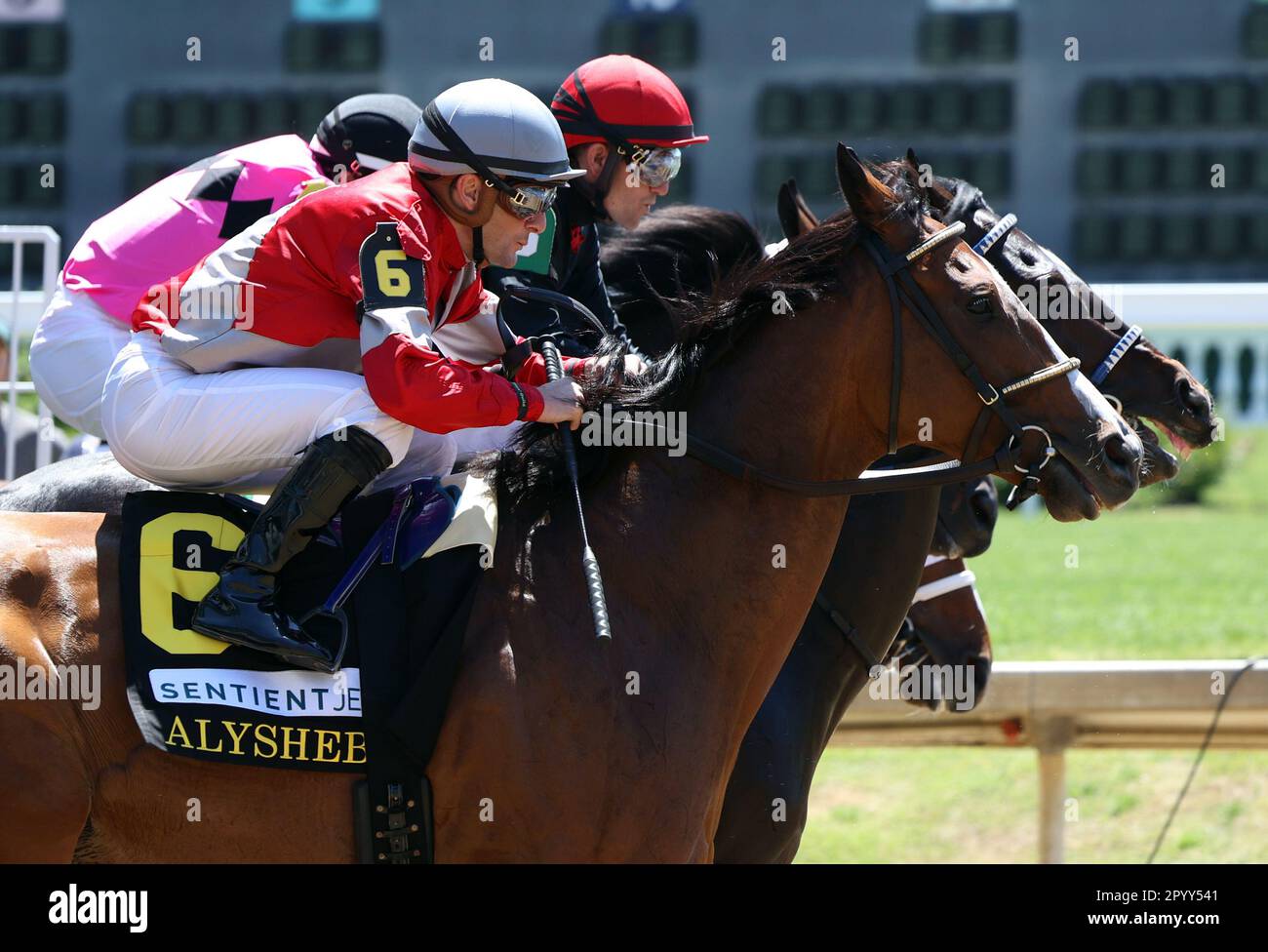 Alysheba race horse hires stock photography and images Alamy