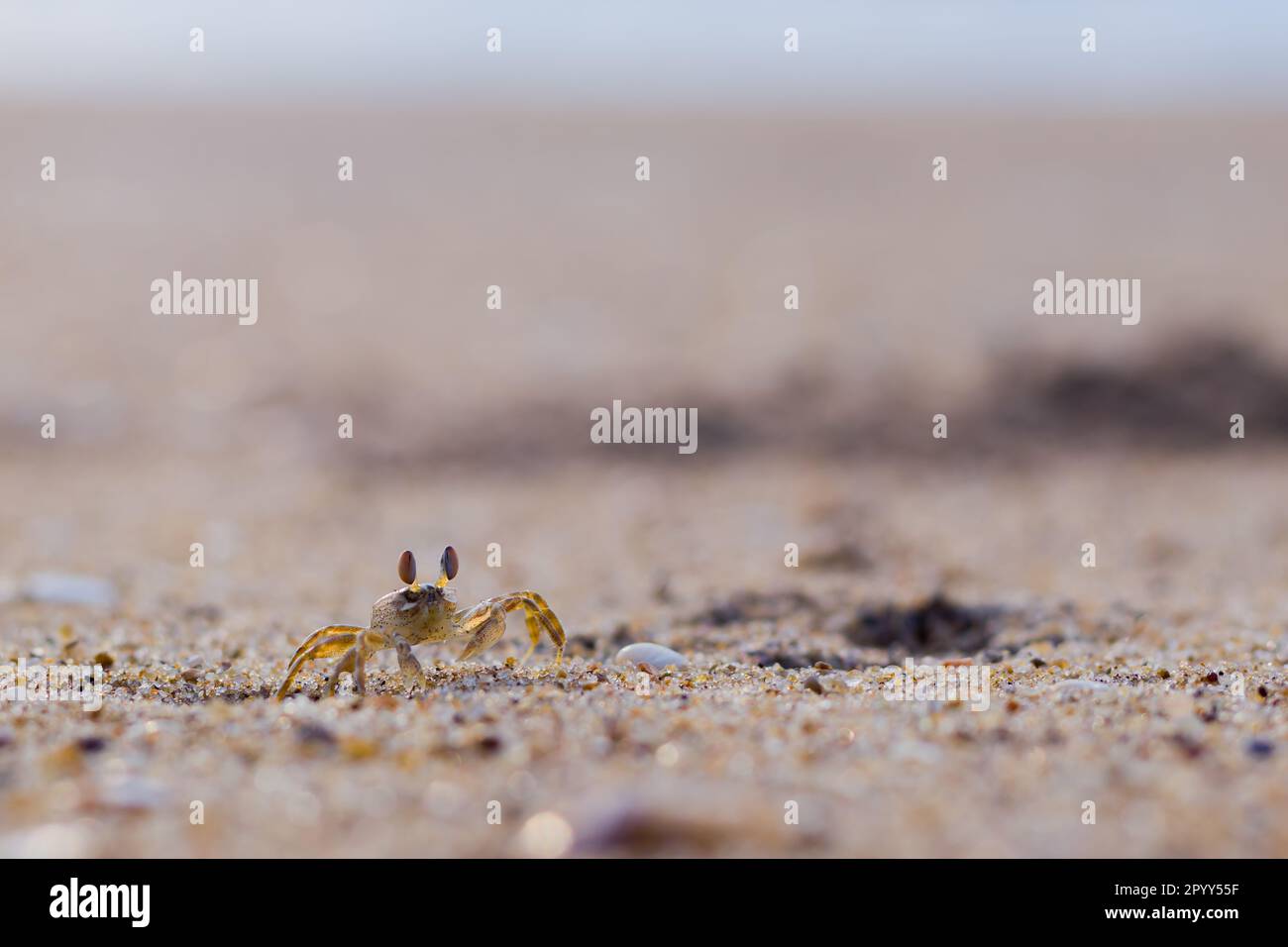A ghost crab roamin on sand of sea beach near its burrow Stock Photo ...
