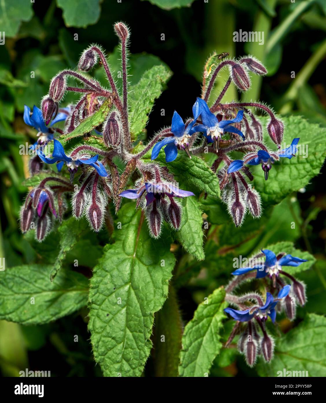 Borage, also known as starflower, is an annual herb in the flowering plant family Boraginaceae. Stock Photo