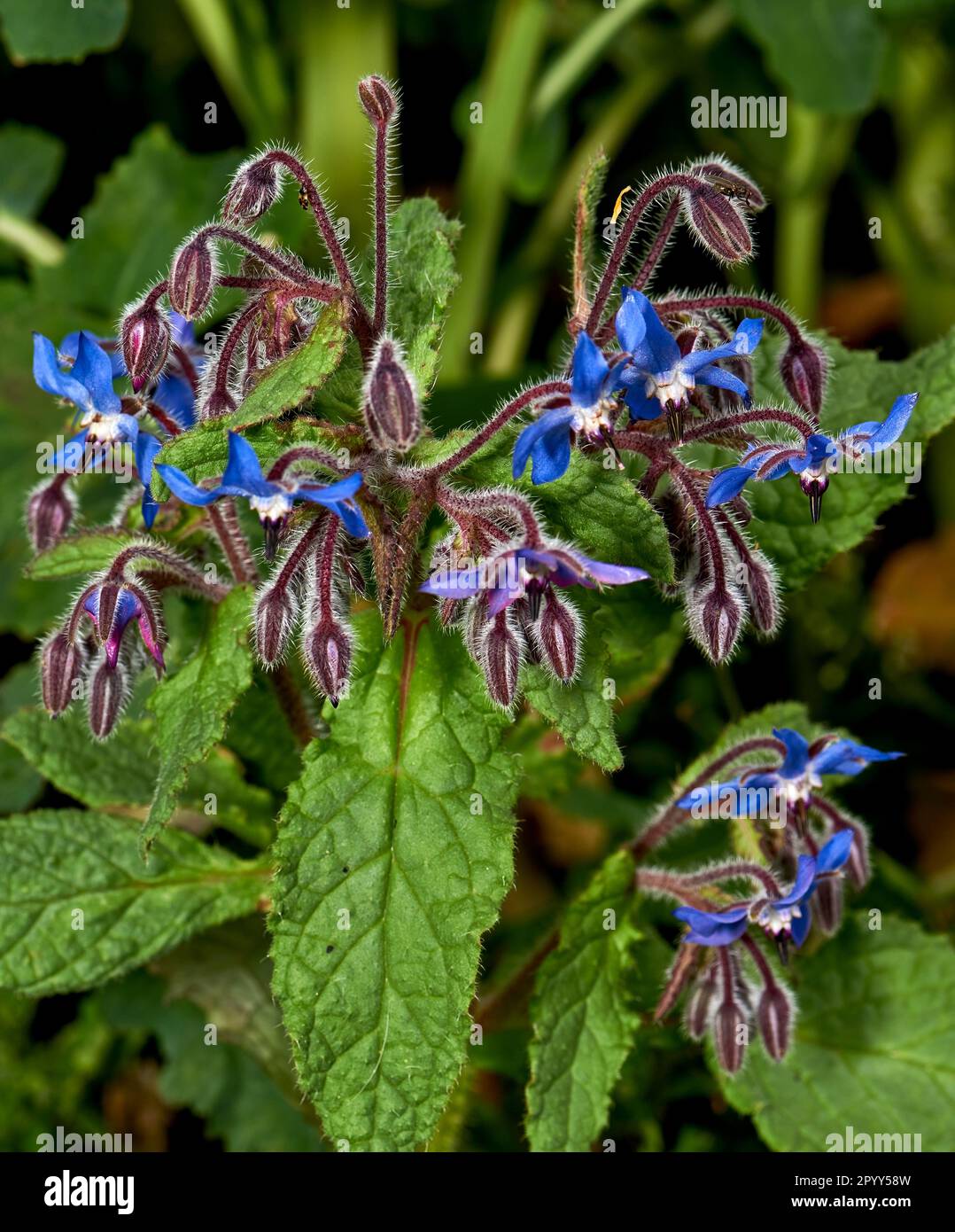 Borage, also known as starflower, is an annual herb in the flowering plant family Boraginaceae. Stock Photo