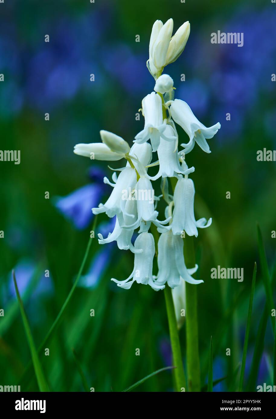 Bluebells,  Macro Image Stock Photo