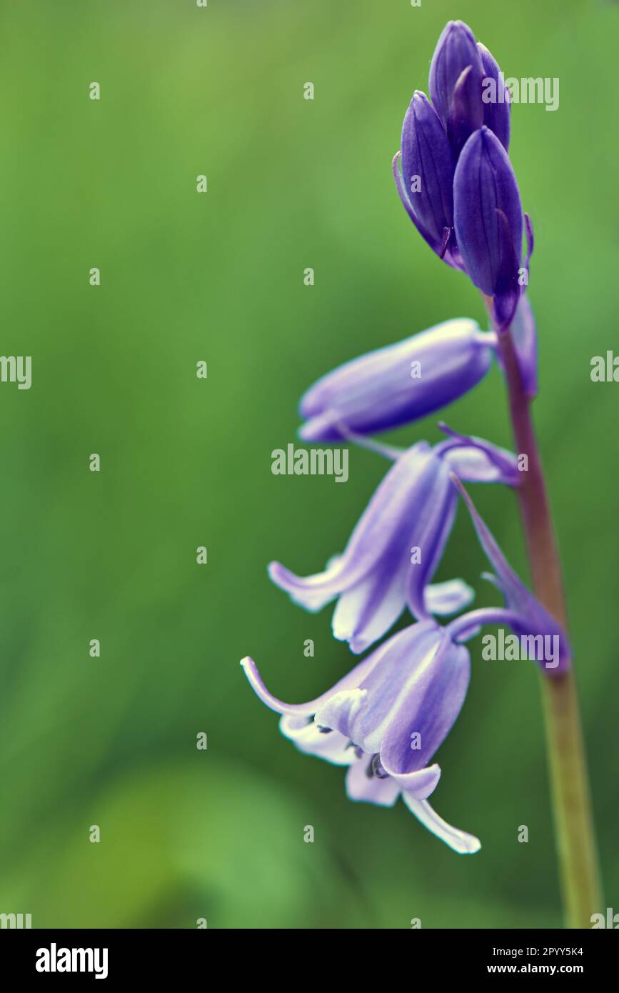 Bluebells,  Macro Image Stock Photo