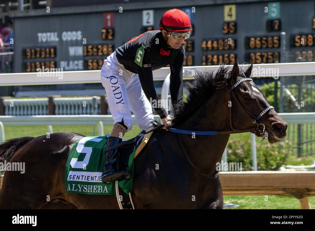 Alysheba hires stock photography and images Alamy