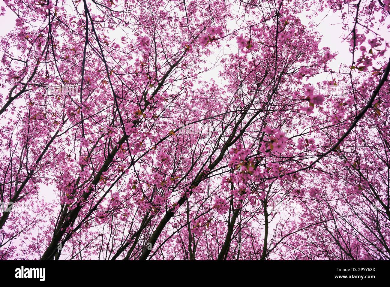 Cherry Blossom Spectacle at Gardens of The World, Berlin Stock Photo