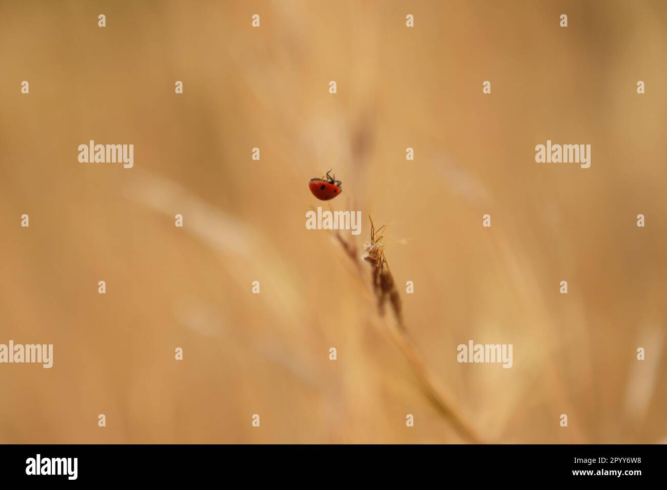 A red and black ladybird perched atop a patch of dried grass in a sunny outdoor setting Stock Photo