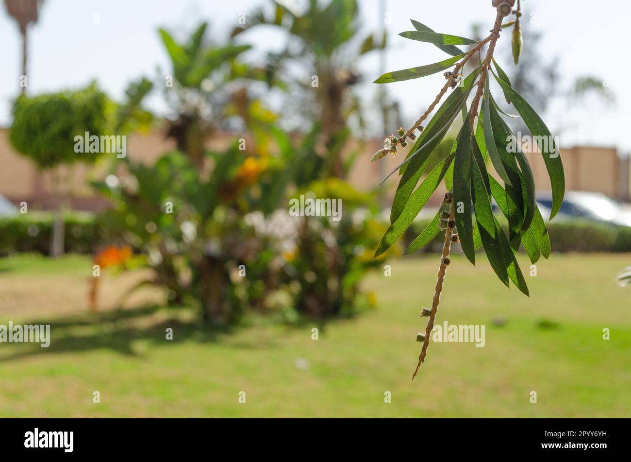 Tree branch with leaves isolated with blurry background in afternoon Stock Photo
