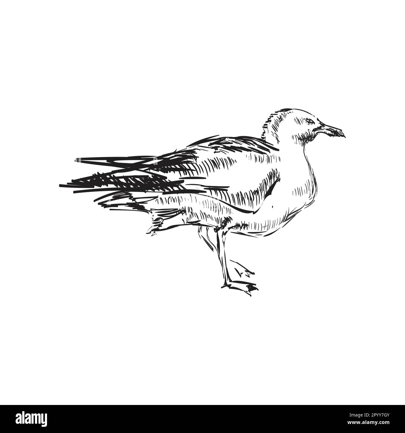 Seagulls Hand Drawing Vector illustration Seagulls Hand Drawing Vector