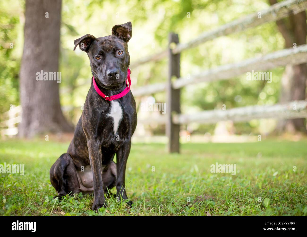 A brindle Pit Bull Terrier mixed breed dog wearing a collar and looking at the camera with a head tilt Stock Photo