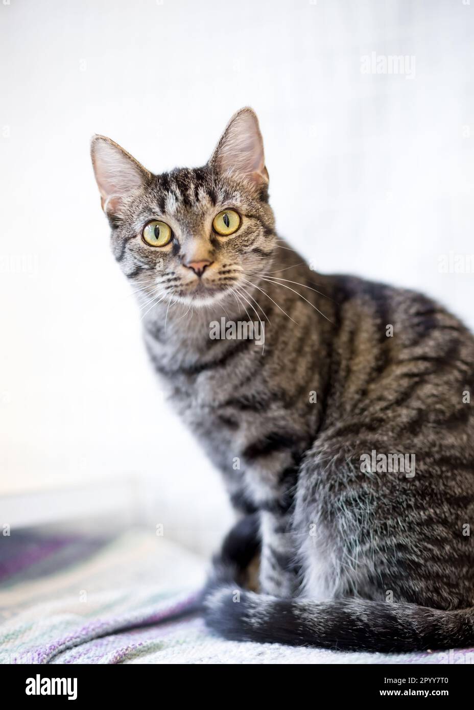 A wide-eyed shorthair tabby cat sitting and looking at the camera Stock Photo