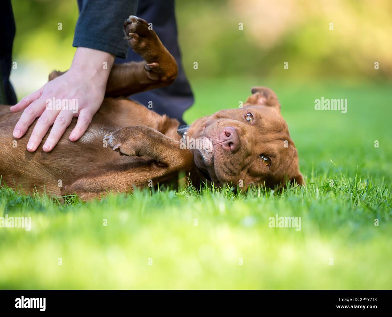 A Pit Bull Terrier mixed breed dog lying in the grass and receiving a